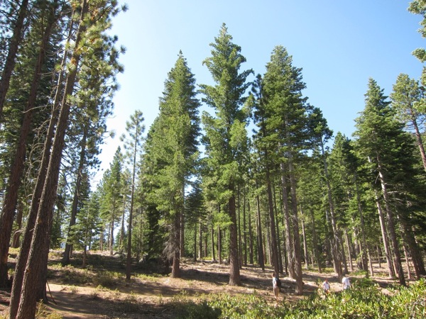Forest