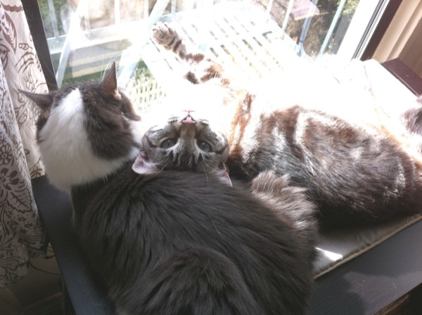 Lazy cats