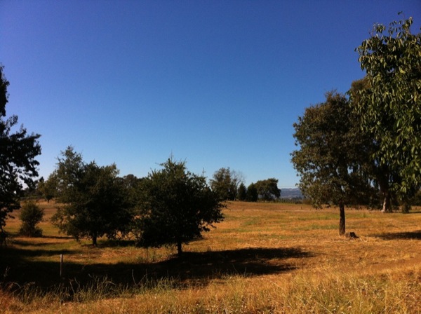 Napa
