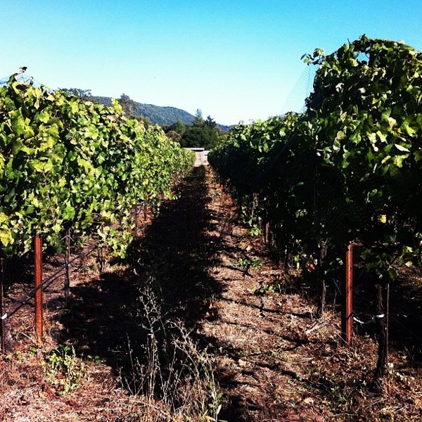 Vineyards